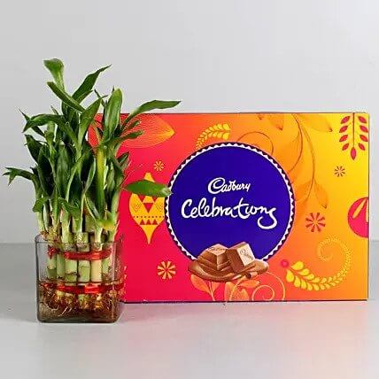 22 Choco Luck CELEBRATION RS 100 + BAMBO PLANT