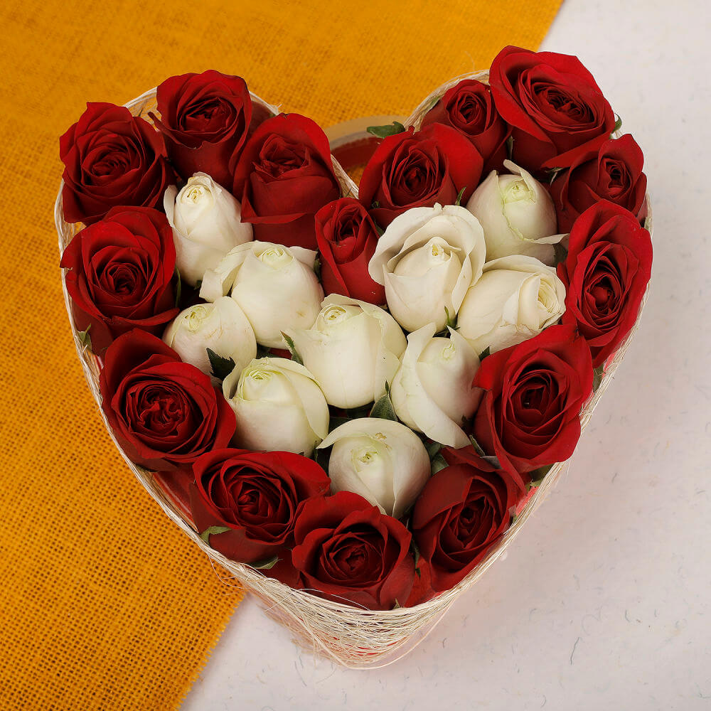25 Red and White Roses 1499